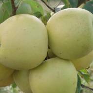 Саджанець Яблуня Голден Рейнджерс Яблуня-груша